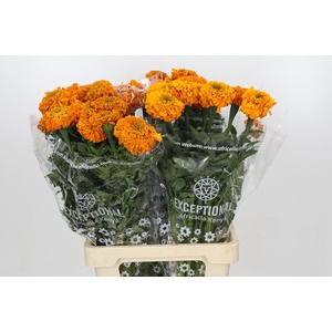 Tagetes Marigold Promise Orange