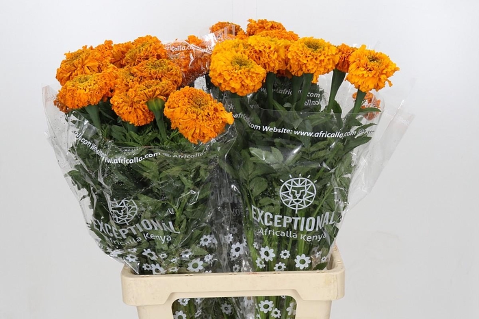 <h4>Tagetes Marigold Promise Orange</h4>