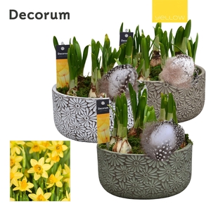 Narcis Daisy Bowl HL15975 [YELLOW]