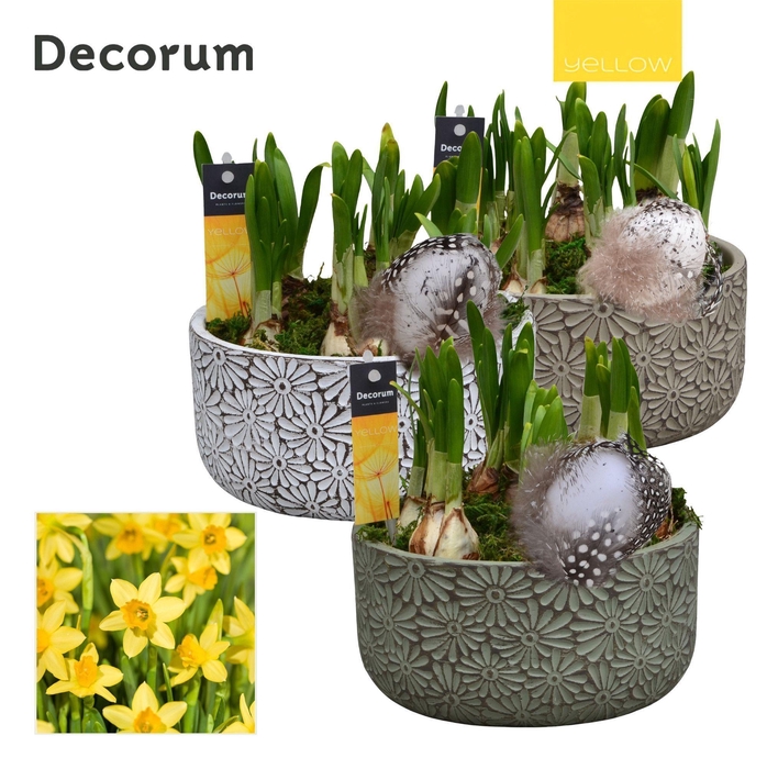<h4>Narcis Daisy Bowl HL15975 [YELLOW]</h4>
