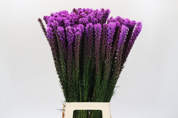 Liatris Callilepis