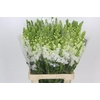 Antirrhinum Potomac Early White
