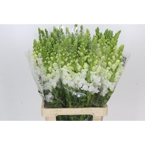 Antirrhinum Potomac Early White