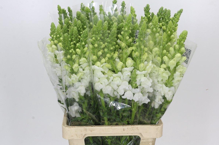 <h4>Antirrhinum Potomac Early White</h4>