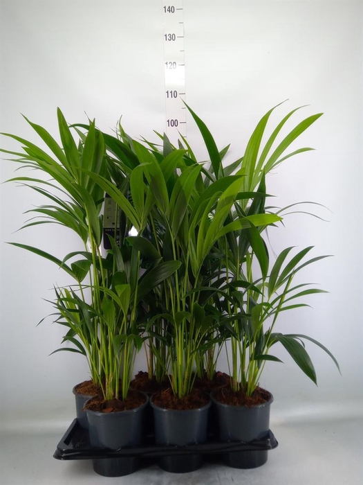 <h4>Howea forsteriana</h4>