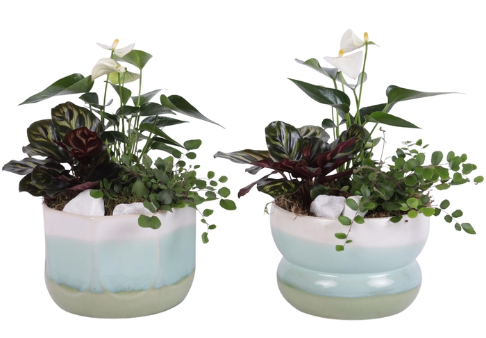 <h4>Yearround Arr. Indoor Ceramic Fresh Breeze FB675 Ø17cm 3PP</h4>