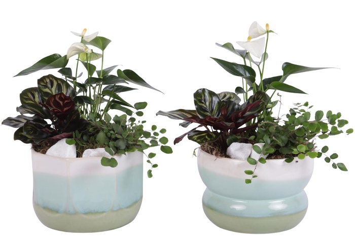 <h4>Yearround Arr. Indoor Ceramic Fresh Breeze FB675 Ø17cm 3PP</h4>