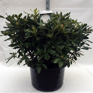 Rhodo. 'Cunningham's White' white