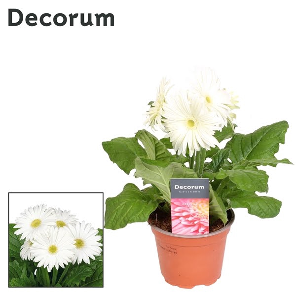 Gerbera 2-bl White