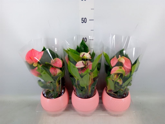 <h4>Anthurium   ...mix</h4>