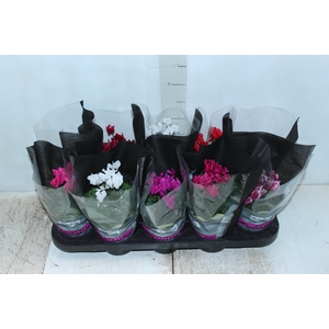 CYCLAMEN MINI P11