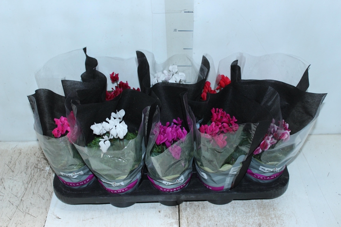 <h4>CYCLAMEN MINI P11</h4>