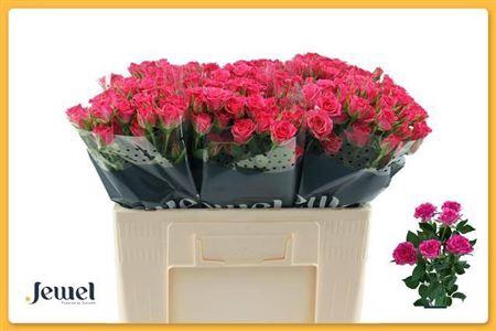 <h4>R Tr Lianne</h4>