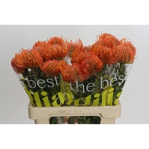 Nutans Ayoba Mandarin Zest