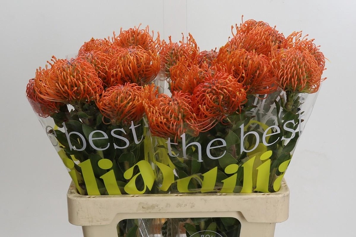 <h4>Nutans Ayoba Mandarin Zest</h4>