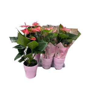 ARR ANTHURIUM