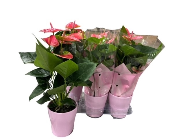 ARR ANTHURIUM