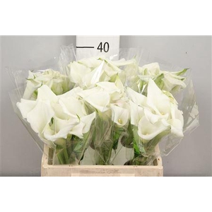 Zantedeschia  'Crystal Blush'