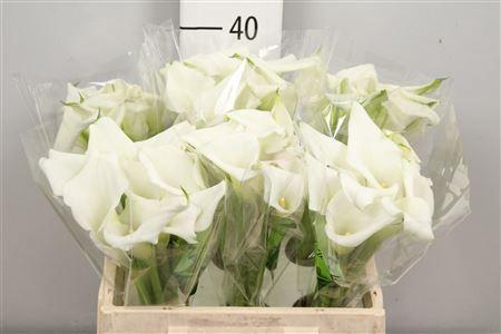 <h4>Zantedeschia  'Crystal Blush'</h4>