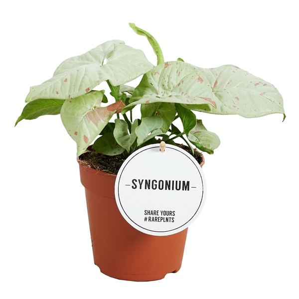 <h4>Syngonium Confetti</h4>