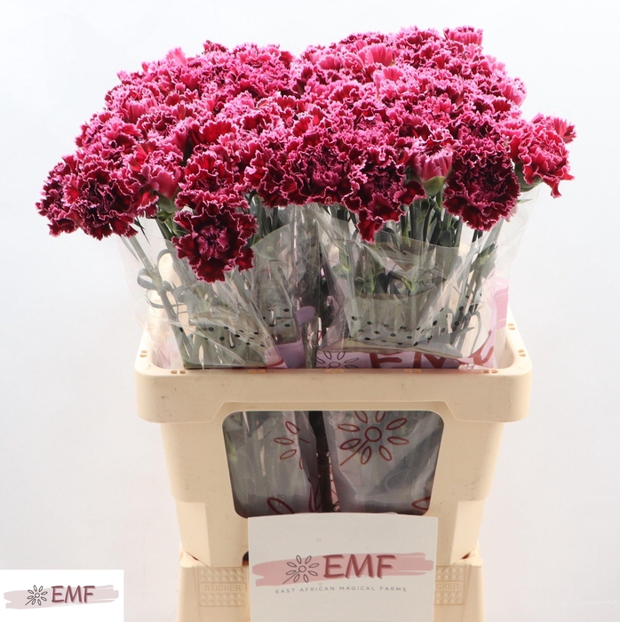 <h4>DI ST NOB BURGUNDY</h4>