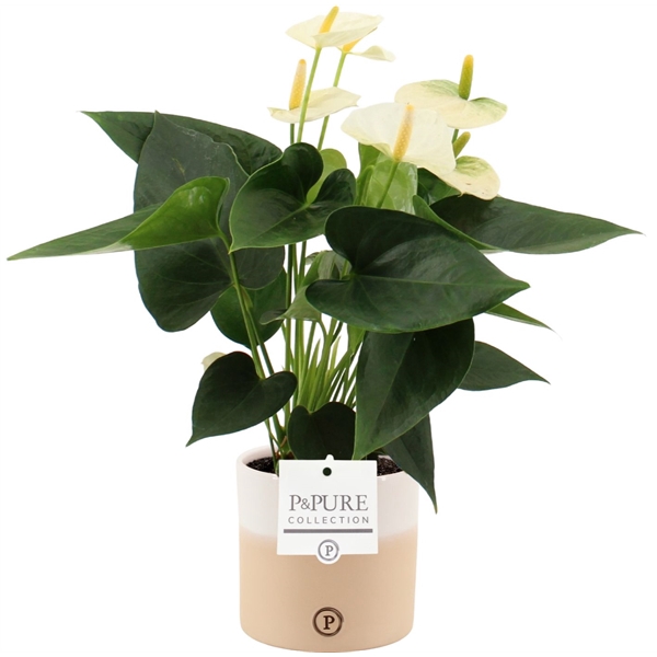 <h4>Anthurium Cocos in Pure Rosy ceramics</h4>