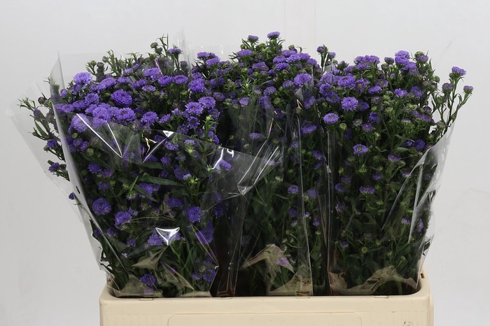 Aster Baby Blue