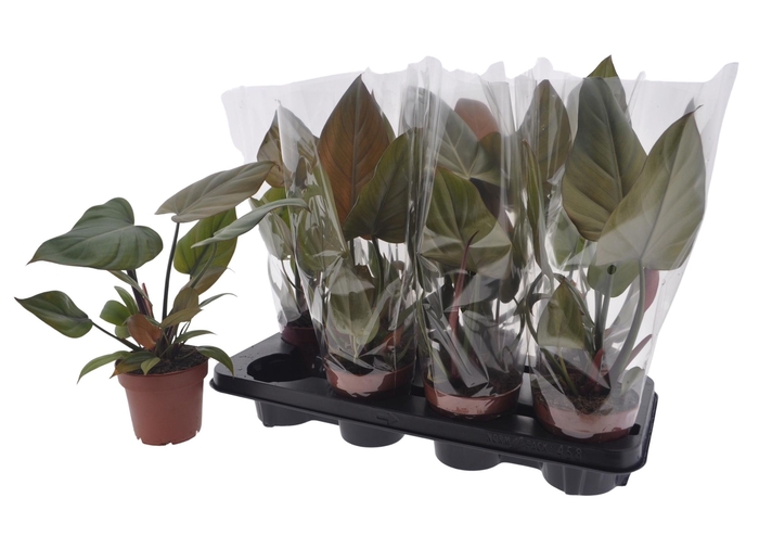 <h4>PHIL OVERIG</h4>