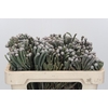 Kaaps Groen Silver Brunia
