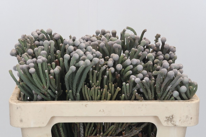 <h4>Kaaps Groen Silver Brunia</h4>