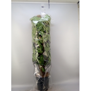 Philodendron pedatum