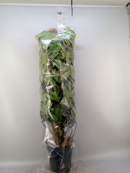<h4>Philodendron pedatum</h4>