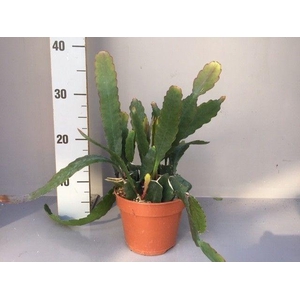 Epiphyllum Sarah courant