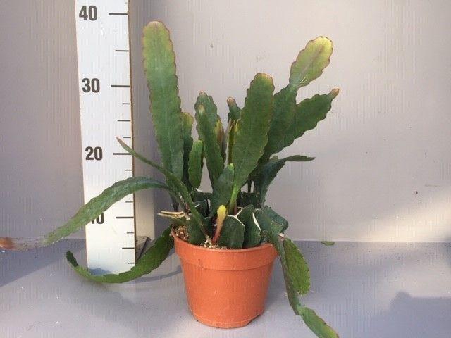 <h4>Epiphyllum Sarah courant</h4>