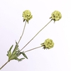 Scabiosa Spray Green FL440248GRN