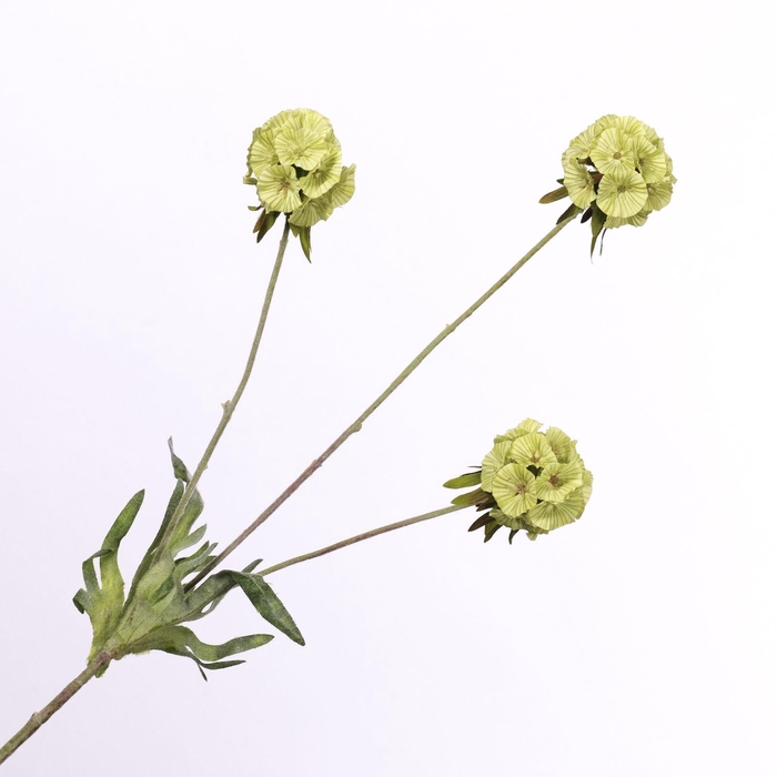 <h4>Scabiosa Spray Green FL440248GRN</h4>