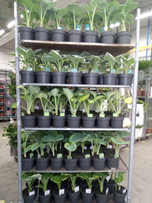 <h4>Hosta   ...</h4>