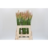 Nerine Vesta K