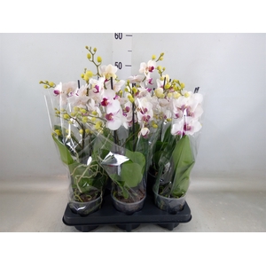 Phalaenopsis multi. 'FC Safe Haven'