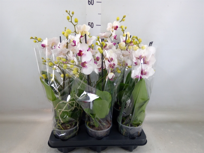 <h4>Phalaenopsis multi. 'FC Safe Haven'</h4>