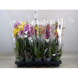 Phalaenopsis   ...