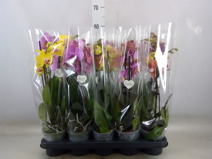 <h4>Phalaenopsis   ...</h4>