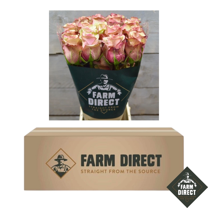 <h4>R GR VINTAGE (BOX)</h4>