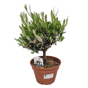 OLEA EUROPAEA