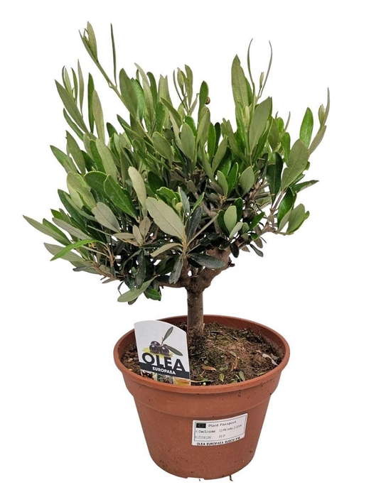 <h4>OLEA EUROPAEA</h4>
