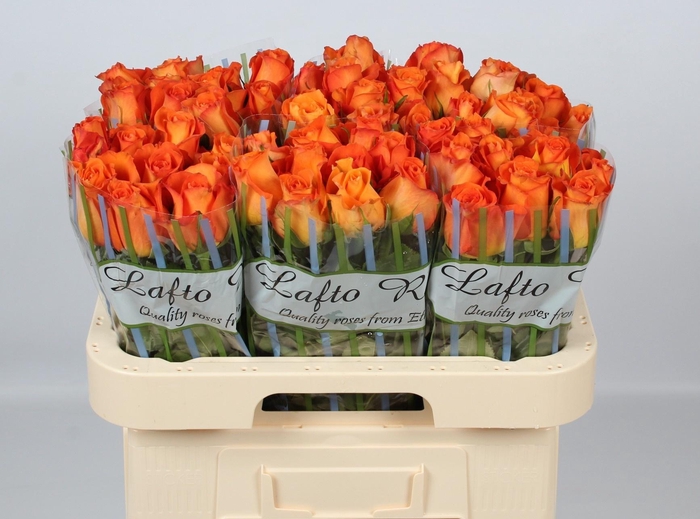 <h4>R GR KINGSDAY+</h4>