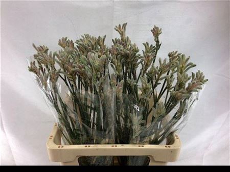 <h4>Anigoz Bush Diamond</h4>