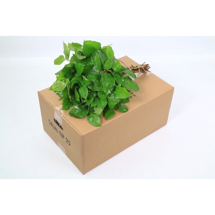 <h4>Salal  Tips</h4>