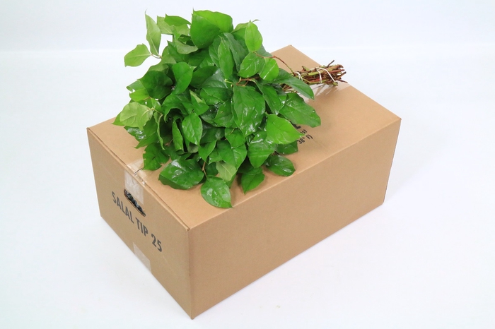 Salal  Tips