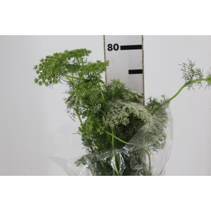 AMMI MAJUS 070 CM